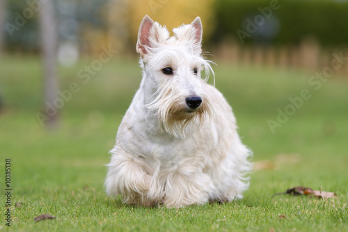 Fotografie jeune femelle scottish terrier froment de face