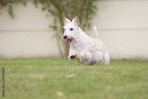 Obraz na plátně scottish terrier froment dans jardin