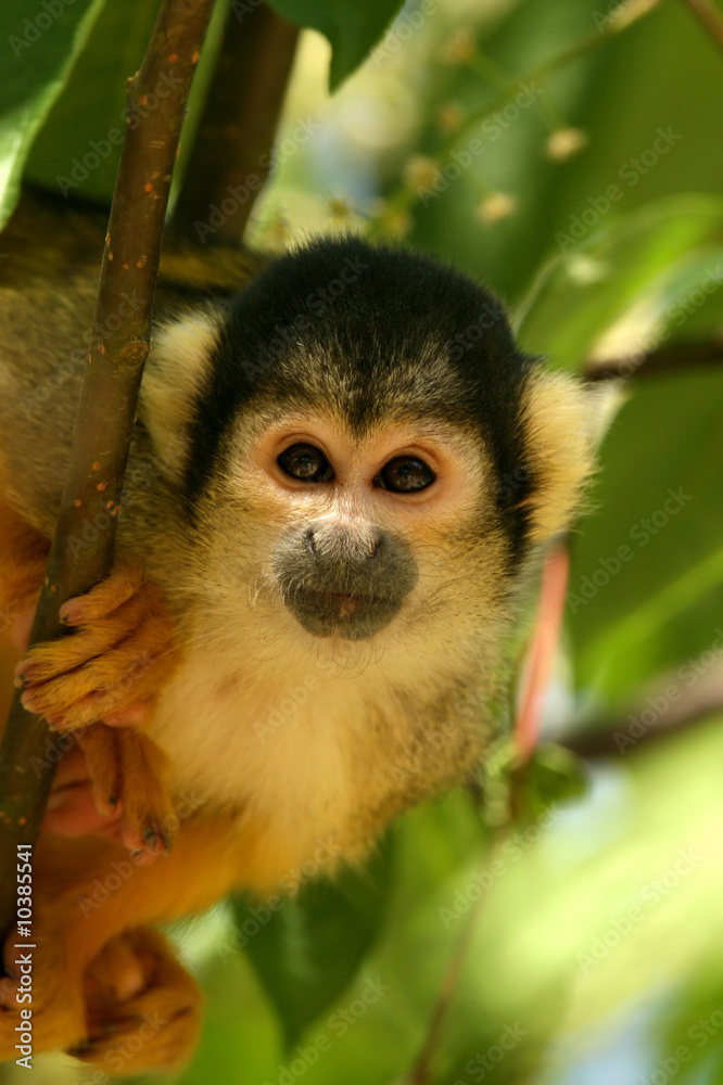 Obraz premium Animals: Cute monkey looking at you