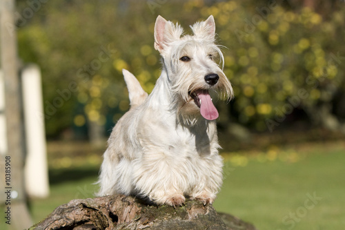 scottish terrier froment sur tronc d'arbre