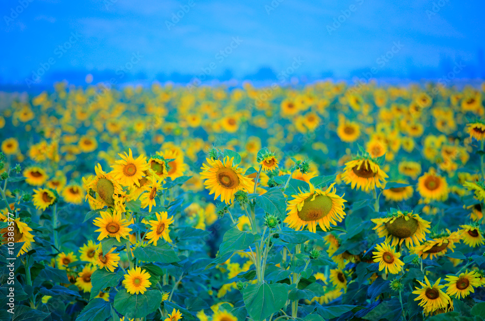 Sunflower field in Macedonia at dusk