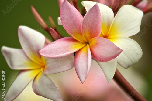 Plumerias flowers on a branch