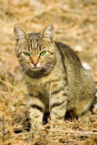 Wallpaper Mural attentive cat Torontodigital.ca