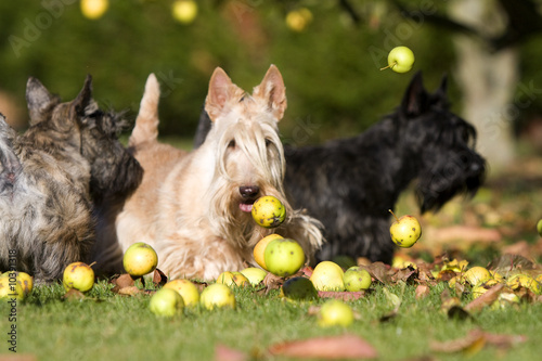 pluie de pommes sur des scottish terriers photo