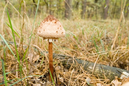 beautiful mushroom in the forest © Yuriy Kulik