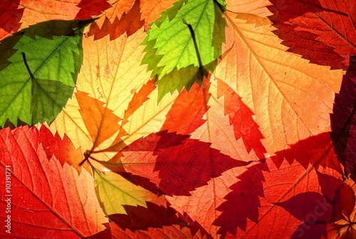 paints of autumn