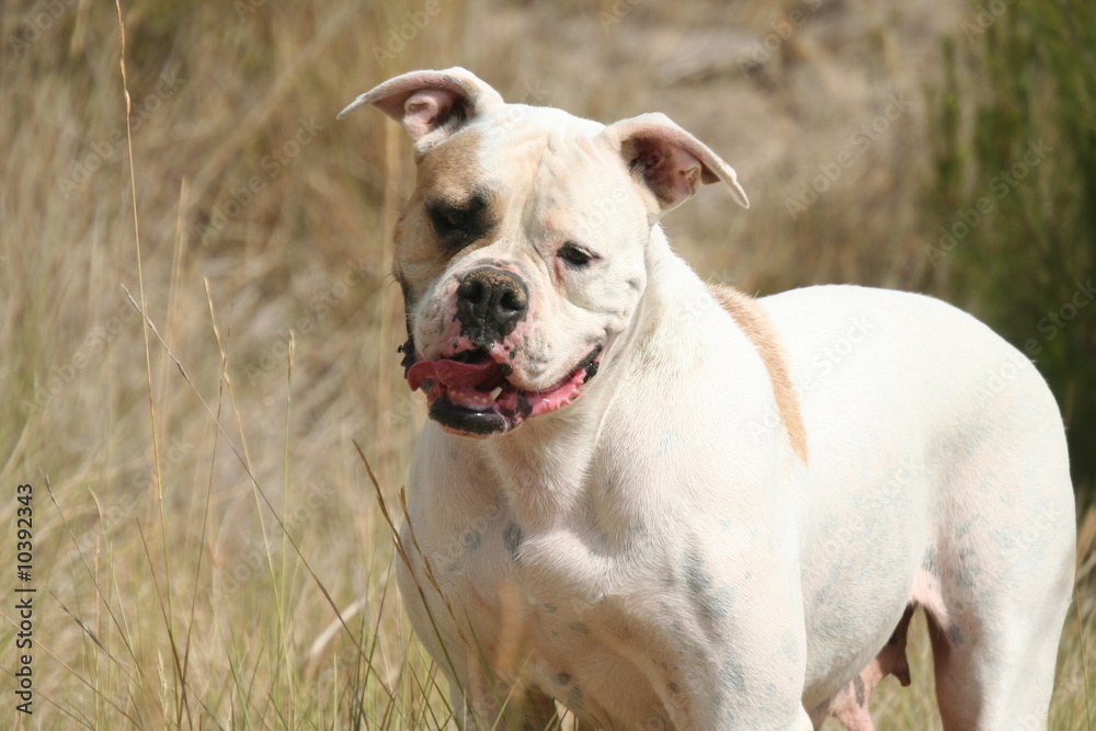 bulldog americain de couleur blanche
