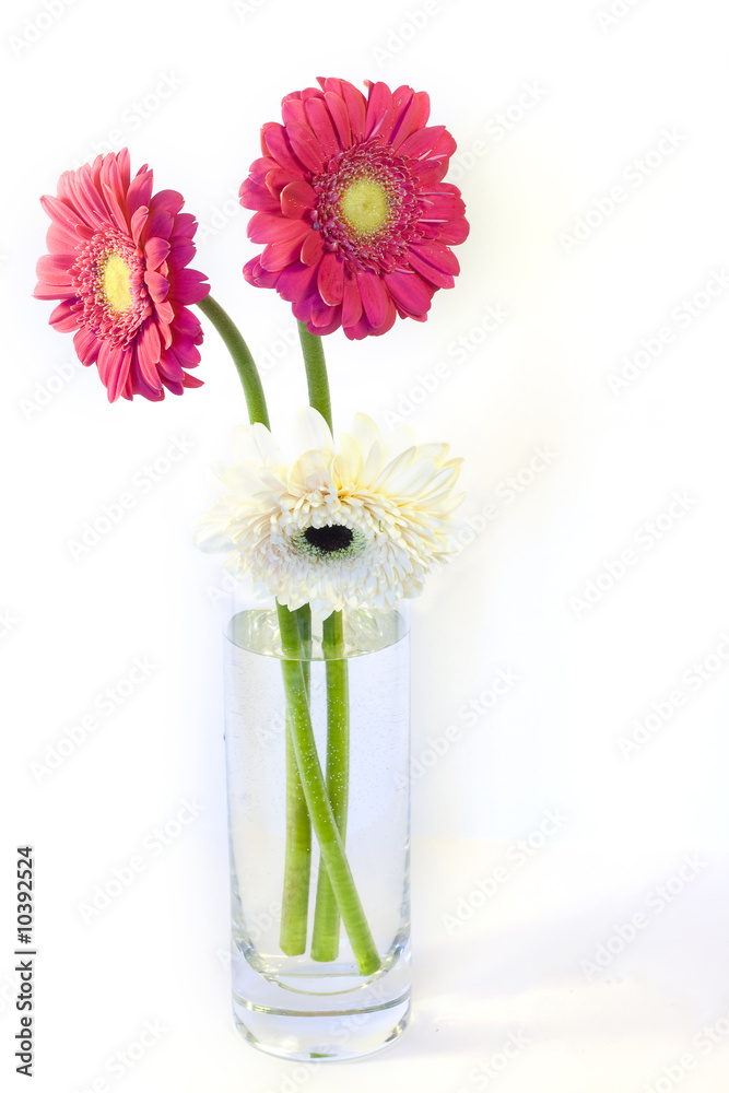 Gerbers in the vase Gerbers in the vase