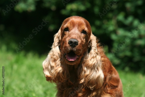 magnifique cocker spaniel fauve © Dogs