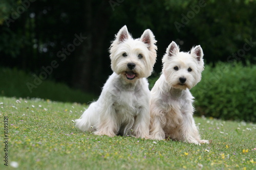 duo de westie à la campagne