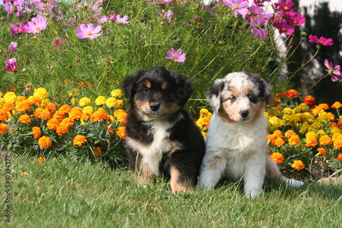 deux chiots devant un massif de fleurs photo