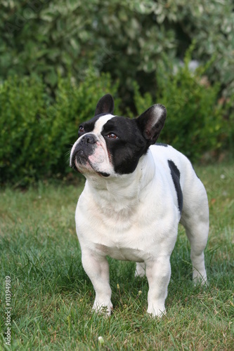 bouledogue français qui regarde en l'air