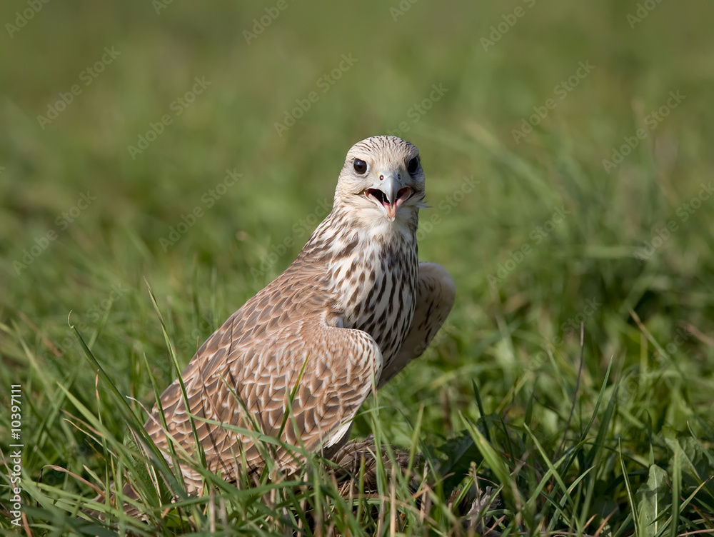 Obraz premium Saker falcon in grass
