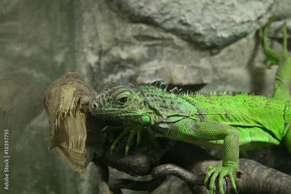 Fototapeta premium Gruener Leguan (Iguana iguana)