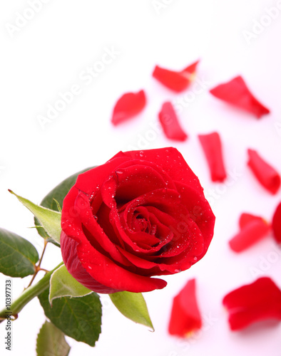 Red valentine rose and petals in backgorund
