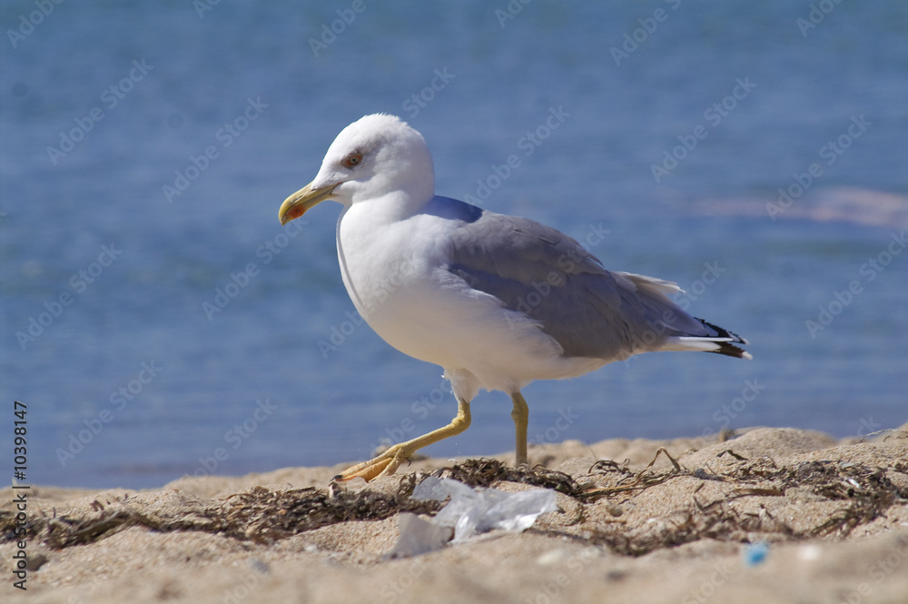 Seagull Walking on Beach