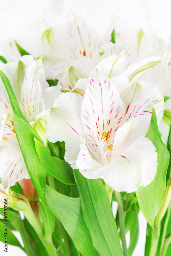 Obraz premium Alstroemeria flowers