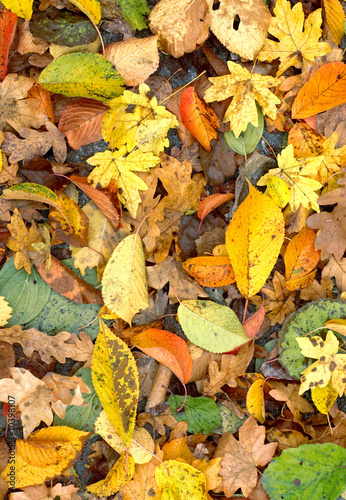 Autumn leaves background