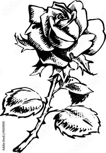 rose ink painting