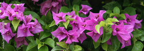 Fotografia pink purple and white bougainvillea plant
