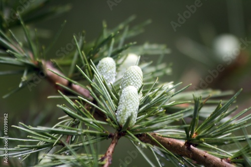 Detailaufnahme einer Himalaja-Zeder (Cedrus deodara) mit weißlicher Blüte photo