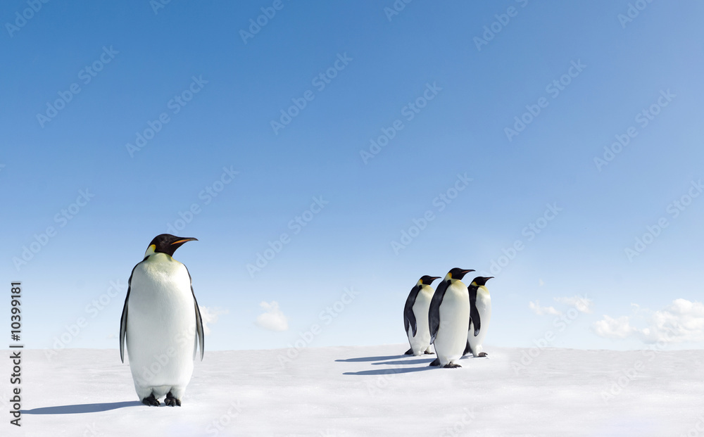 Obraz premium Pingwiny cesarskie na Antarktydzie