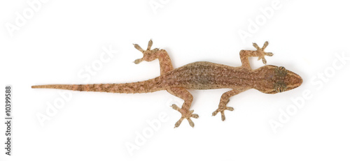 young gecko lizard on white background top view