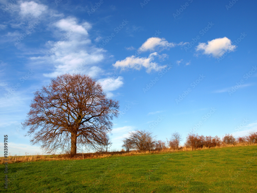 Herbstbaum