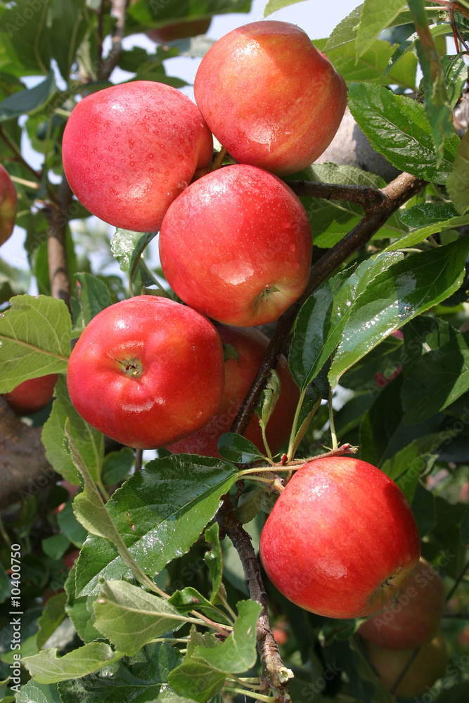 saftige aepfel apfelsorten gala erntefrisch Stock Photo | Adobe Stock