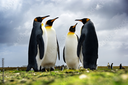4 King Penguins standing together