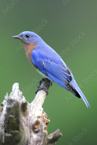 Male Eastern Bluebird (Sialia sialis) on a stump