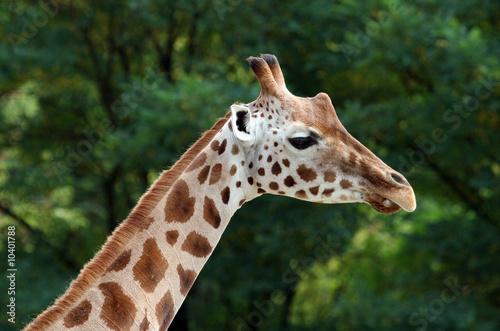 Close up of African Giraffe showing details. © Speedfighter