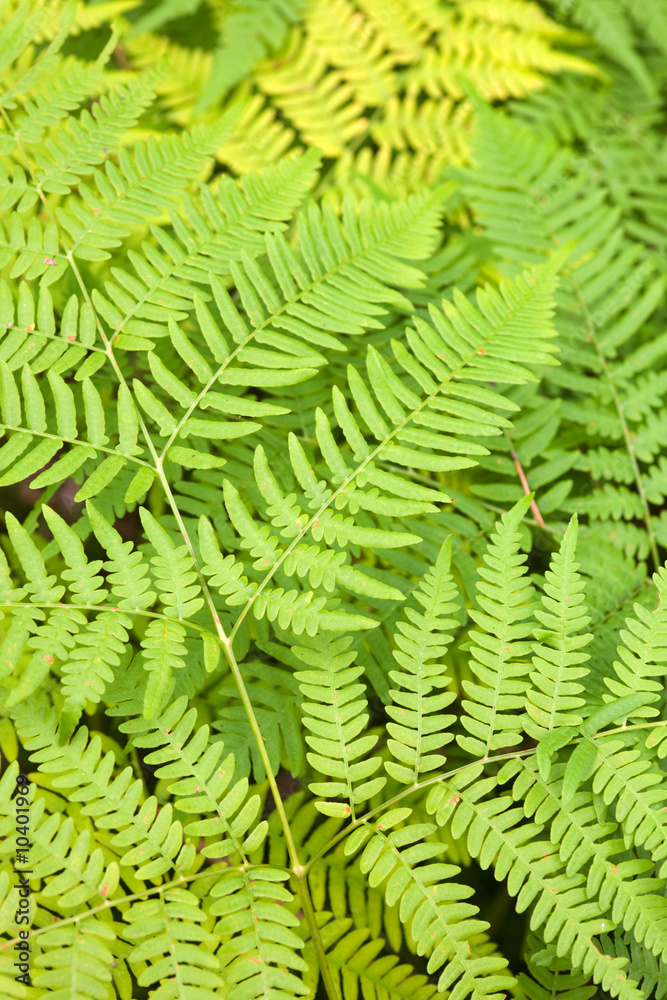 Fern leaves in an early autumn close up