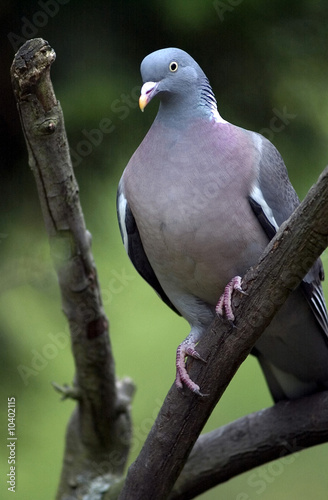 Close up of pigeon sat in tree.