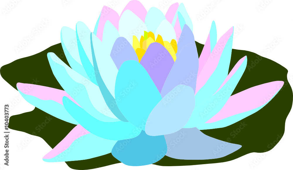vector - color waterlilly isolated on white background