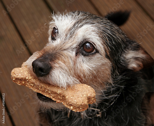 Dog with a bone