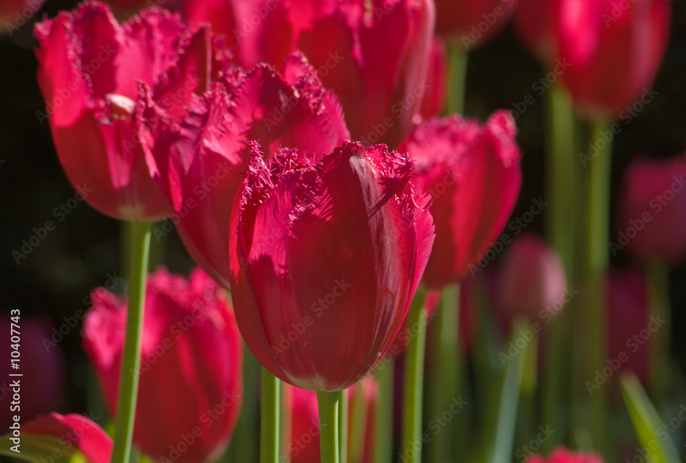 Fototapeta premium close up of raspberry pink tulip on dark background