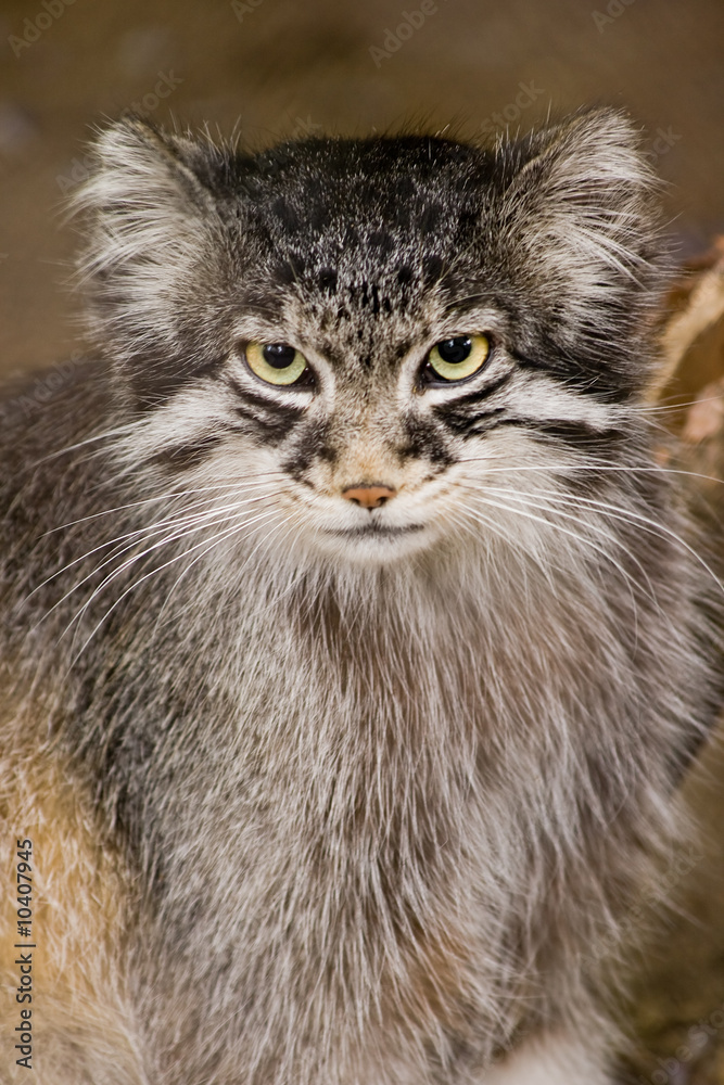 Solitair living wild cat living in Central Asia and Mongolia Solitair living wild cat living in Central Asia and Mongolia