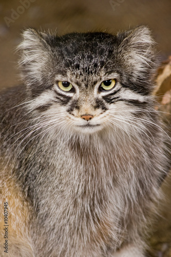 Solitair living wild cat living in Central Asia and Mongolia
