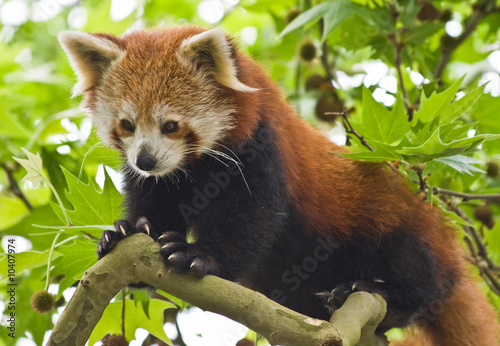 Fotografie Red Pandas live in the Himalayas and southwest of China