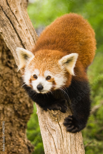 Fotografie Red Pandas live in the Himalayas and southwest of China