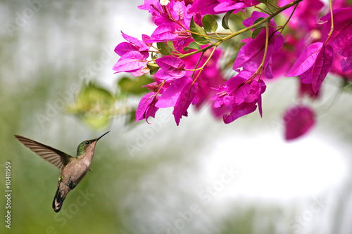 hummingbird which butine flowers in Guadeloupe