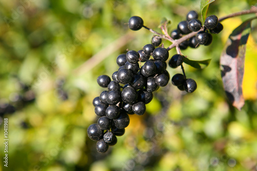 Bunch of black berry