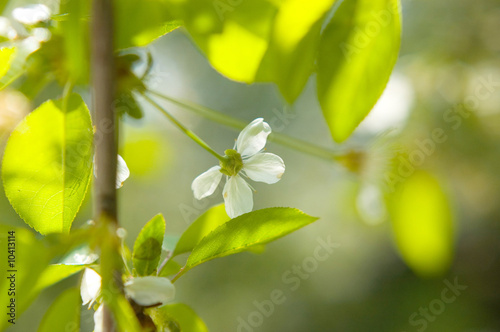 Flowering cherry tree