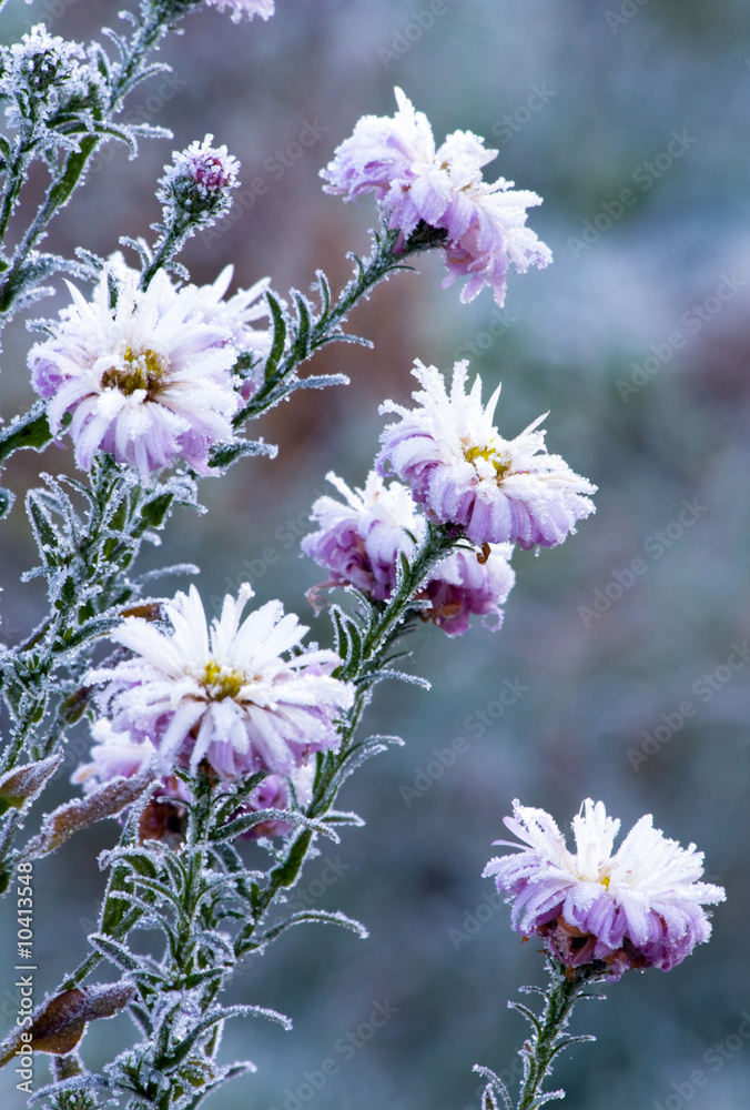 Obraz premium frozen flowers