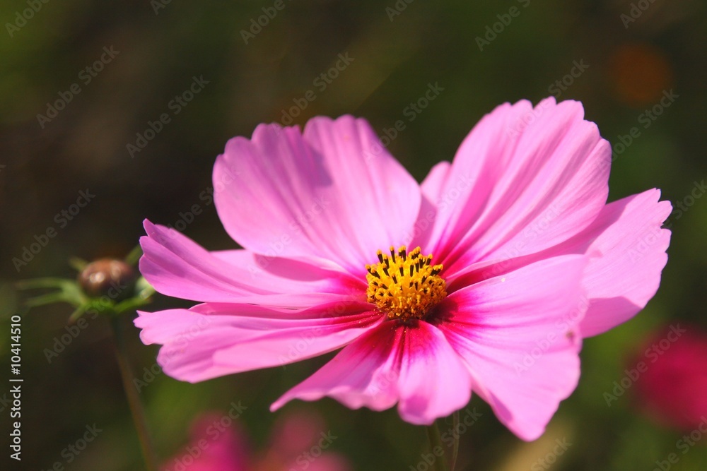 cosmos rose cosmos rose