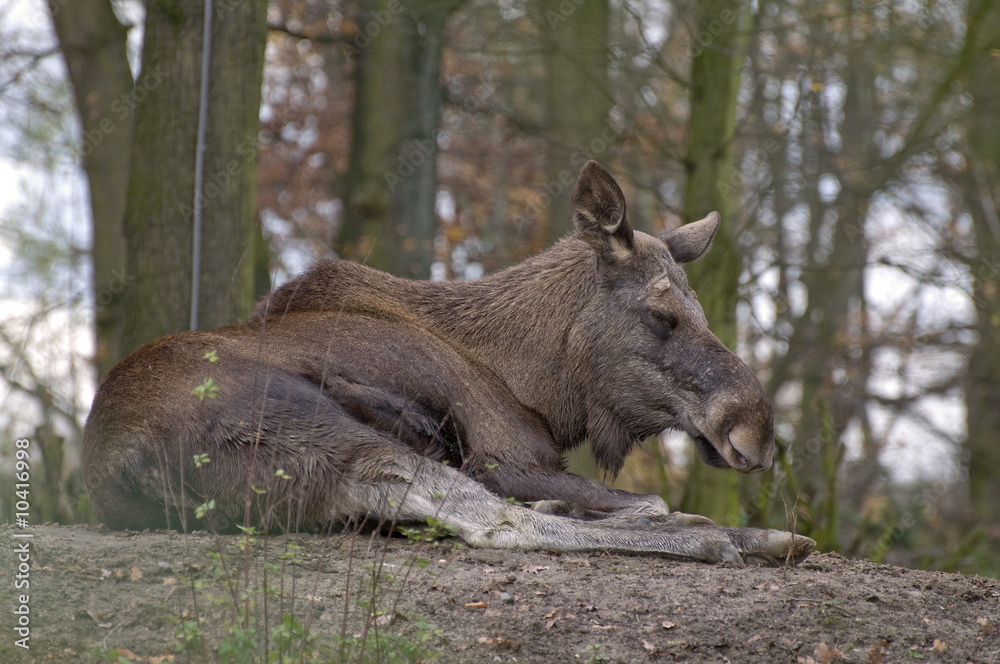 Fototapeta premium Elchkuh