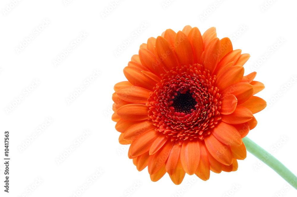 gerbera daisy flower isolated on white background gerbera daisy flower isolated on white background