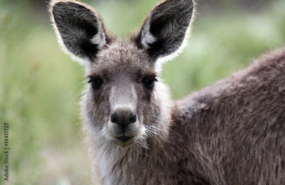 Australian Grey Kangaroo,Tidbinbilla Nature Reserve Australian Grey Kangaroo,Tidbinbilla Nature Reserve