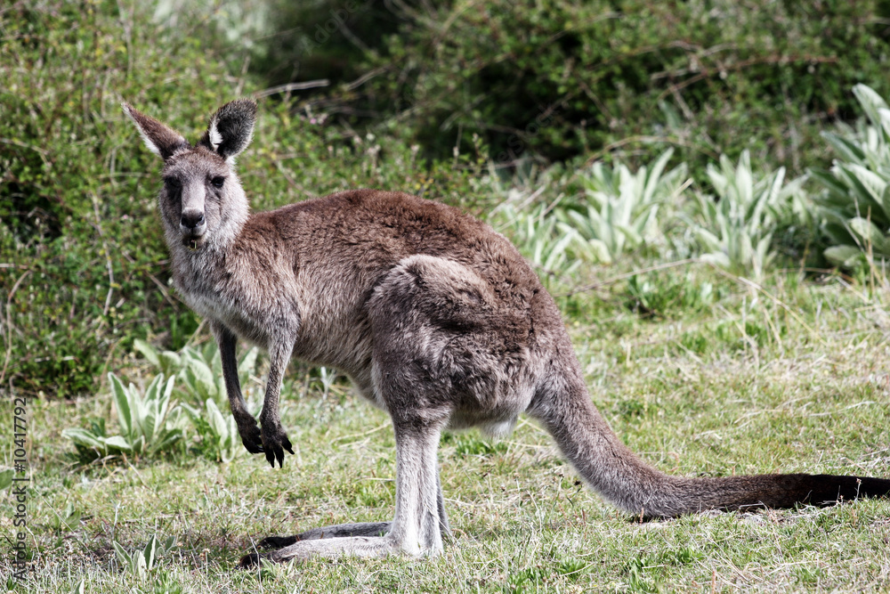 Australian Grey Kangaroo, Tidbinbilla Nature Reserve Australian Grey Kangaroo, Tidbinbilla Nature Reserve